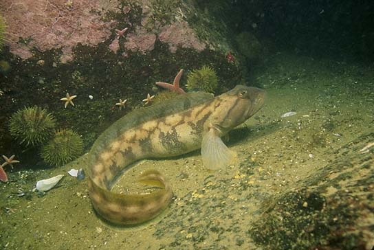 (Zoarces Cuvier, 1829) Род Зоарцесы, Бельдюги, Genus Zoarces Cuvier